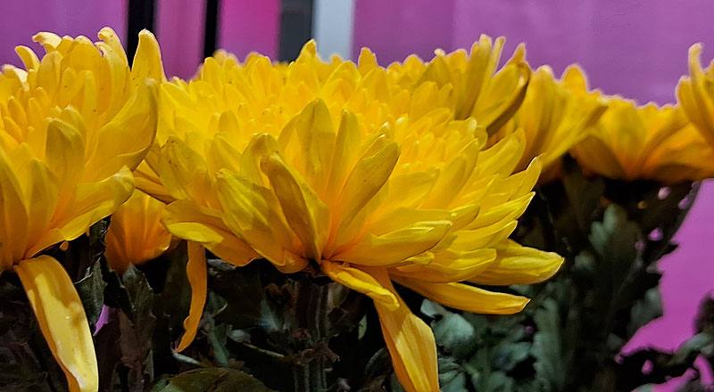 大菊 黃精競 (圖片2)