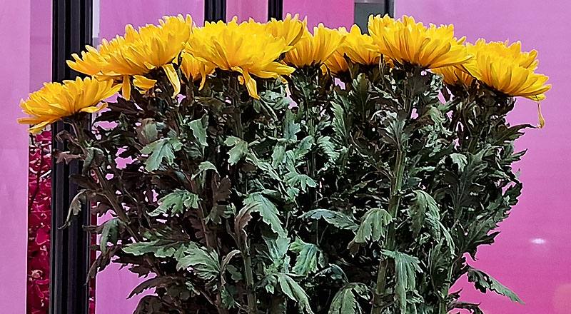 大菊 黃精競 (圖片1)