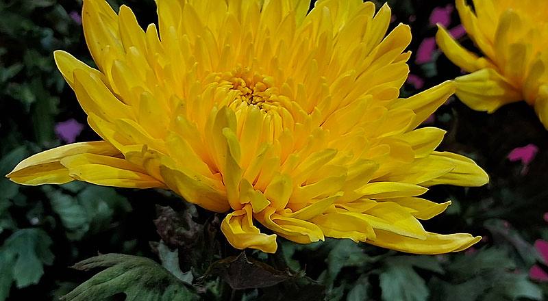 大菊 黃精競 (圖片3)