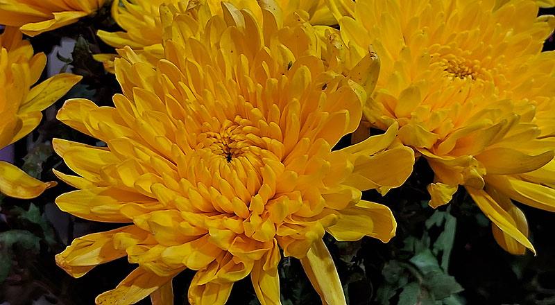 大菊 黃精競 (圖片4)