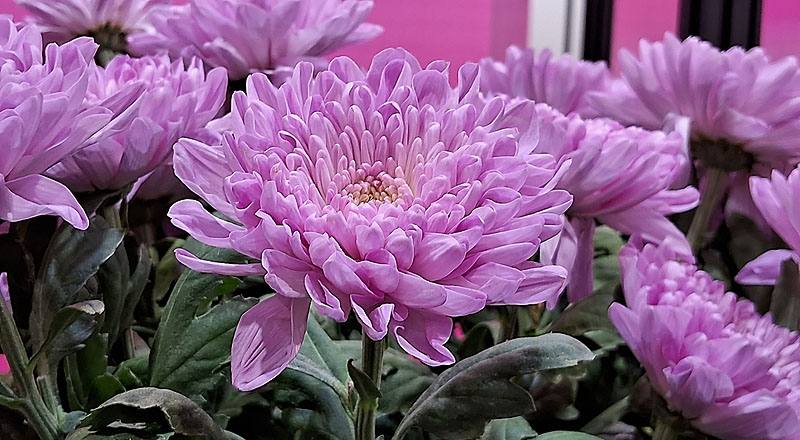 大菊 羅莎諾粉 (圖片2)