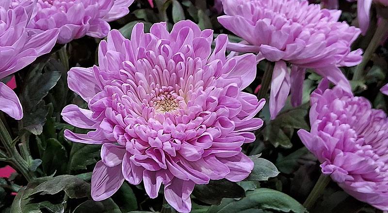 大菊 羅莎諾粉 (圖片3)