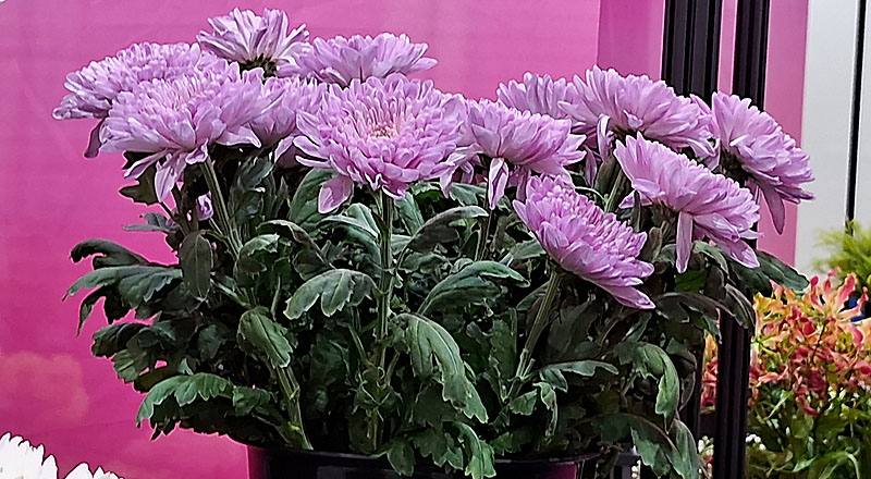 大菊 羅莎諾粉 (圖片1)