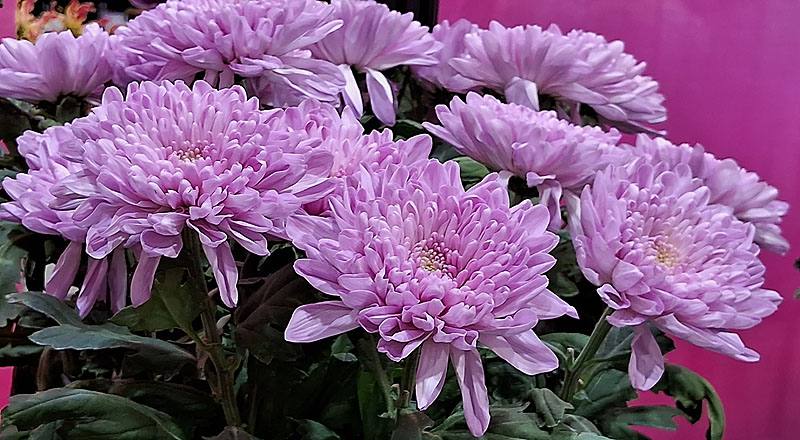 大菊 羅莎諾粉 (圖片4)