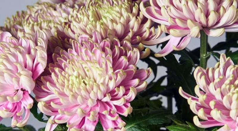 大菊 羅莎諾粉綠 (圖片1)