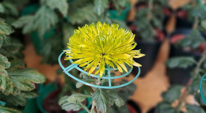 大菊 綠絲菊 (圖片5)