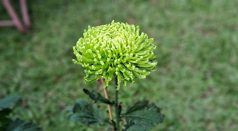 大菊 綠絲菊 (圖片3)