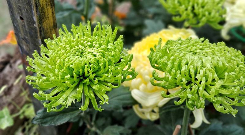 大菊 綠絲菊 (圖片2)