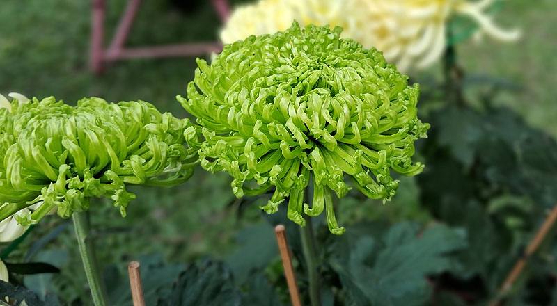 大菊 綠絲菊 (圖片1)