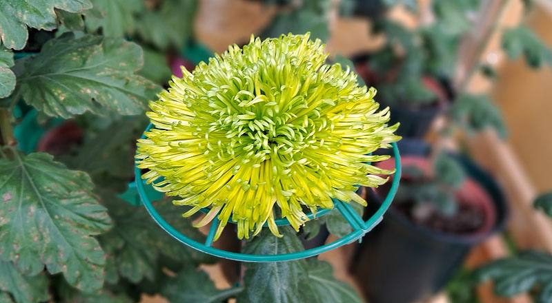 大菊 綠絲菊 (圖片7)