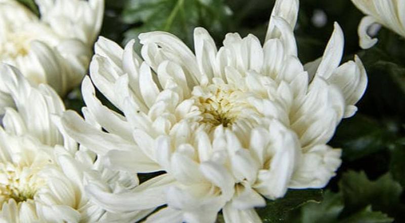 大菊 白東洋 (圖片1)