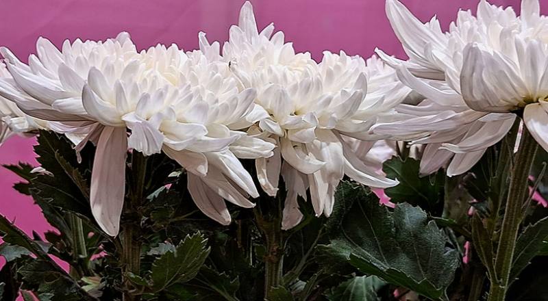 大菊 白天星 (圖片2)