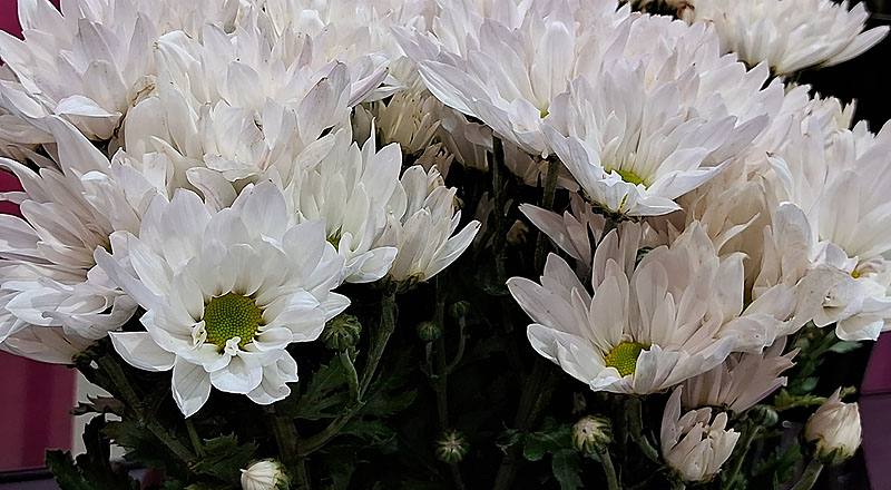 大菊 白斯不列 (圖片2)