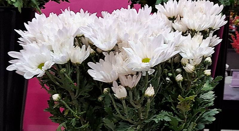 大菊 白斯不列 (圖片1)