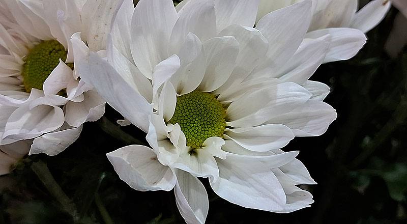 大菊 白斯不列 (圖片3)