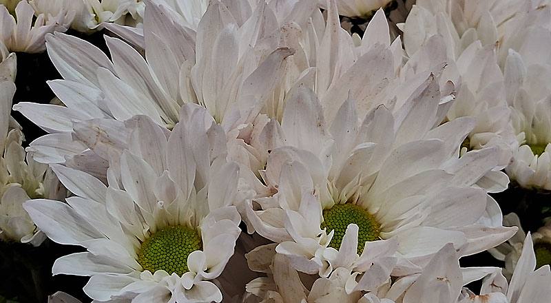 大菊 白斯不列 (圖片4)