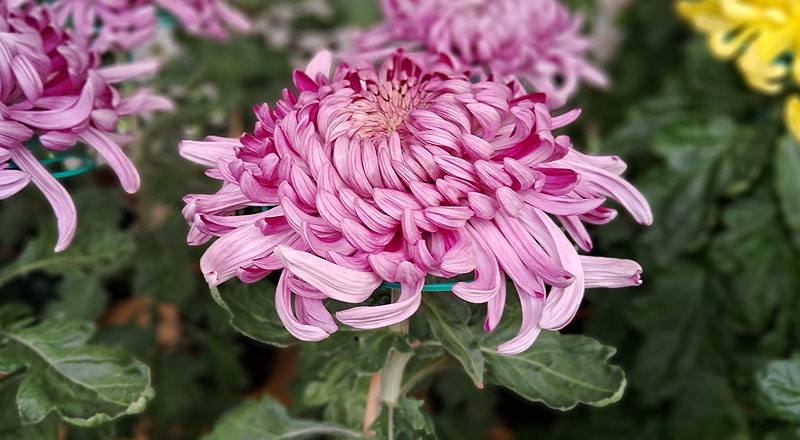 大菊 三冠 (圖片4)