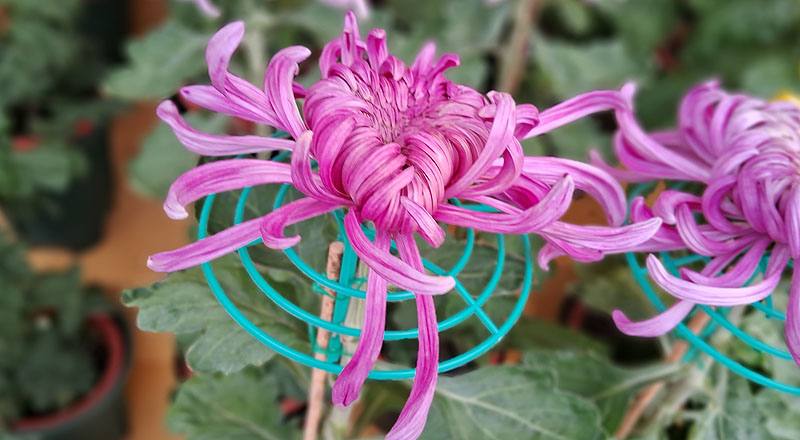 大菊 三冠 (圖片2)