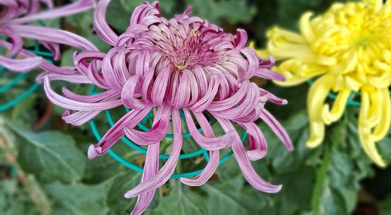 大菊 三冠 (圖片1)