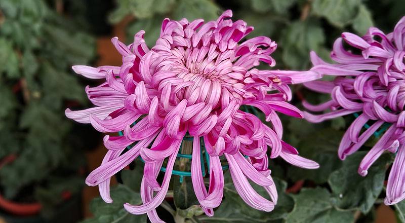 大菊 三冠 (圖片3)