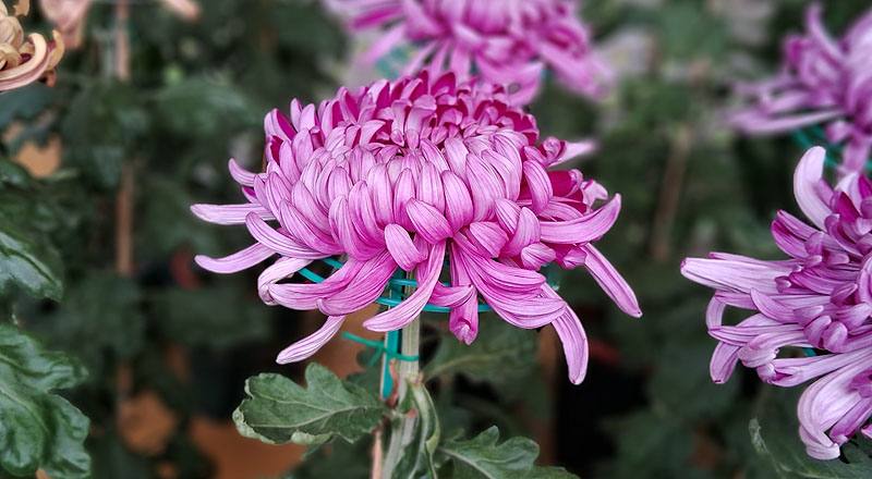 大菊 三冠 (圖片5)