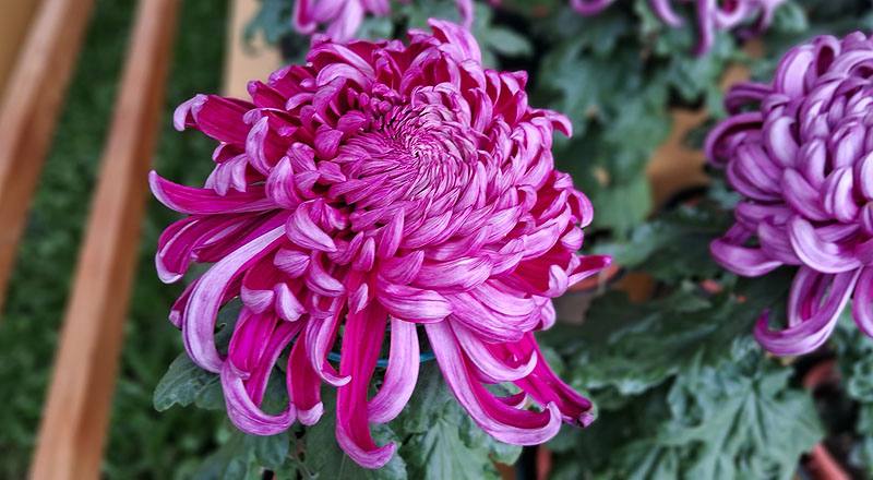 大菊 久米之健 (圖片2)