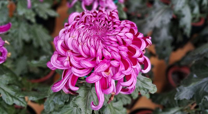 大菊 久米之健 (圖片1)