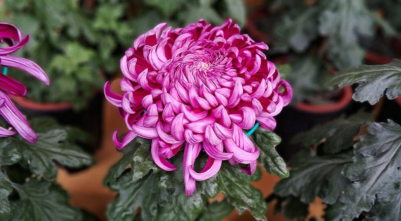 大菊 久米之健 (圖片3)