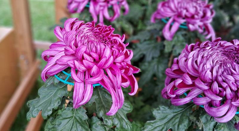 大菊 久米之健 (圖片5)