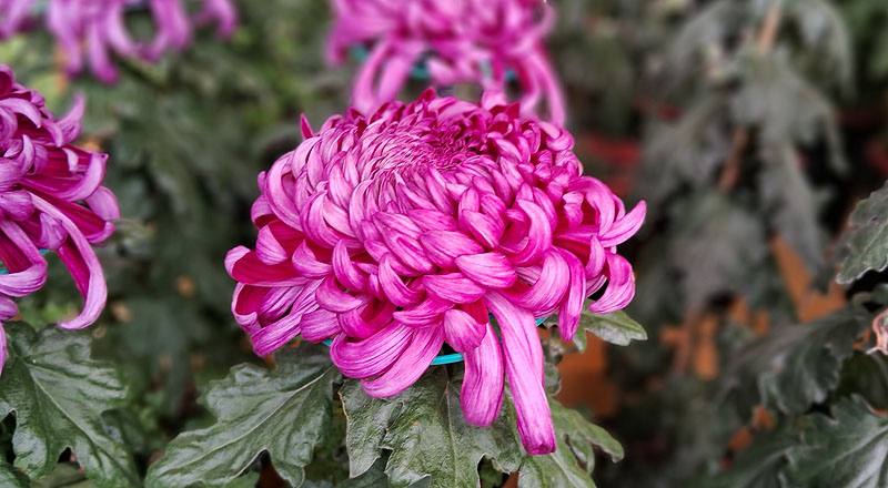 大菊 久米之健 (圖片4)