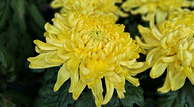 大菊 大宇宙 (圖片3)