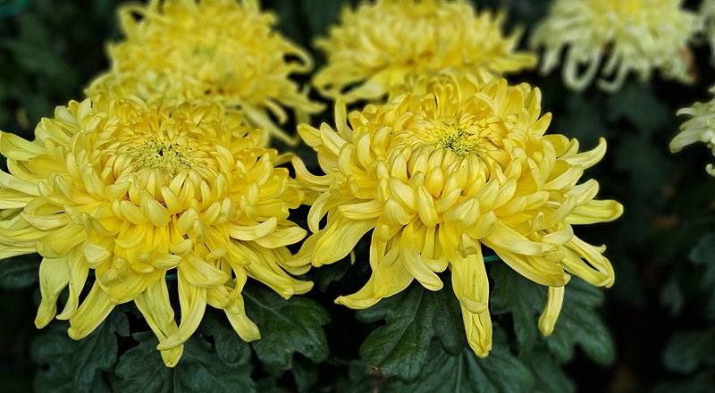 大菊 大宇宙 (圖片4)