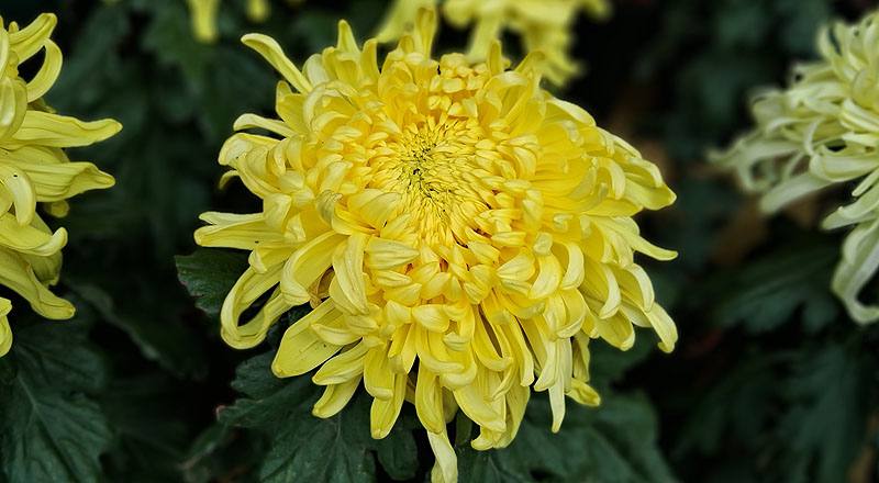 大菊 大宇宙 (圖片1)