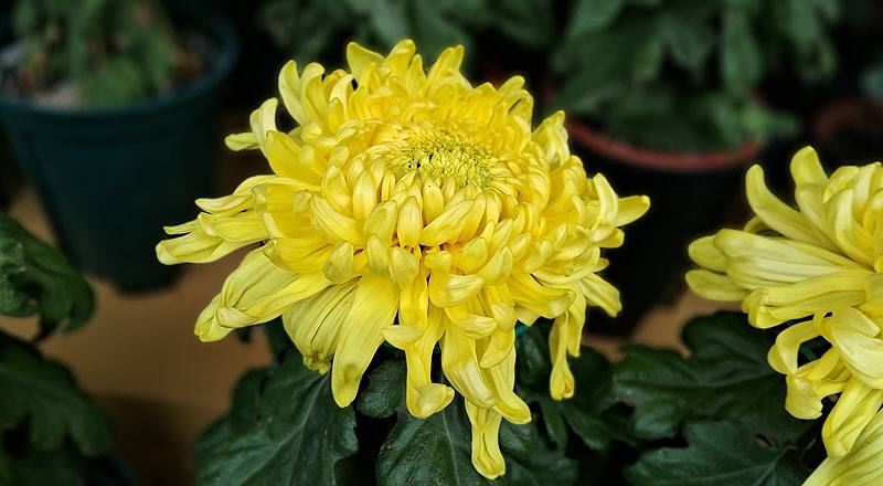 大菊 大宇宙 (圖片2)