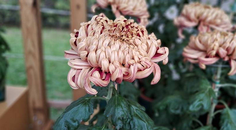 大菊 大宗 (圖片4)