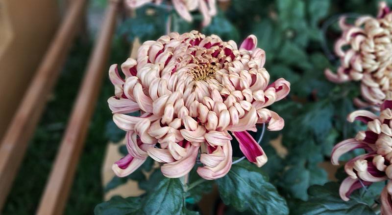 大菊 大宗 (圖片2)