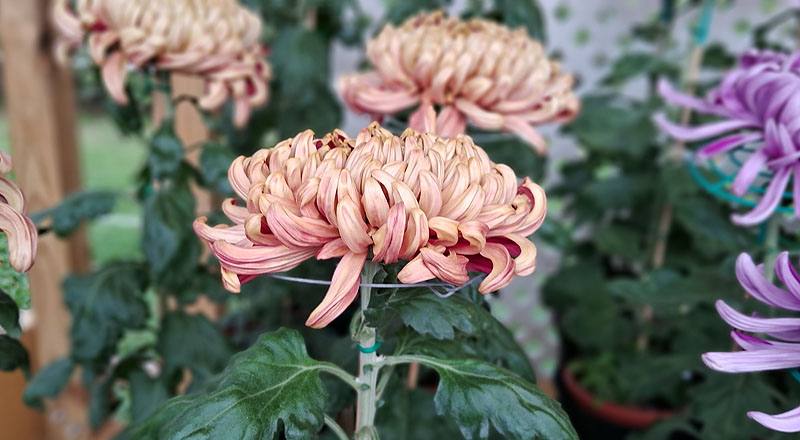 大菊 大宗 (圖片5)