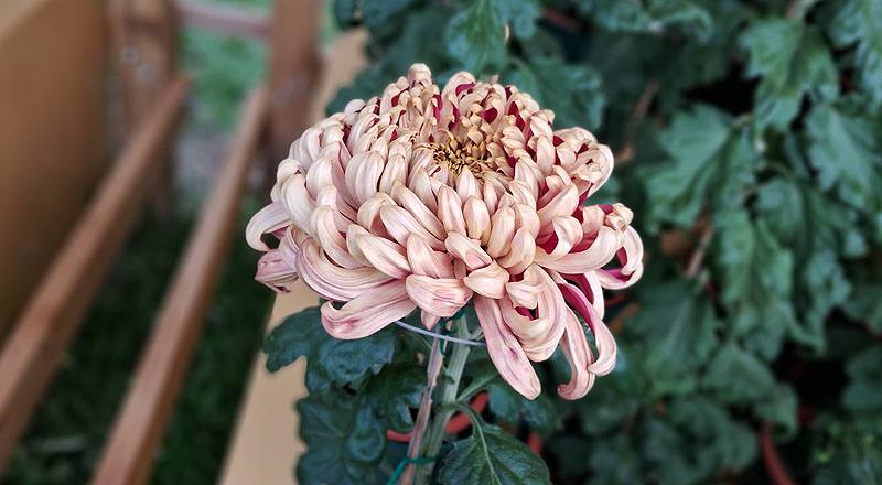 大菊 大宗 (圖片3)