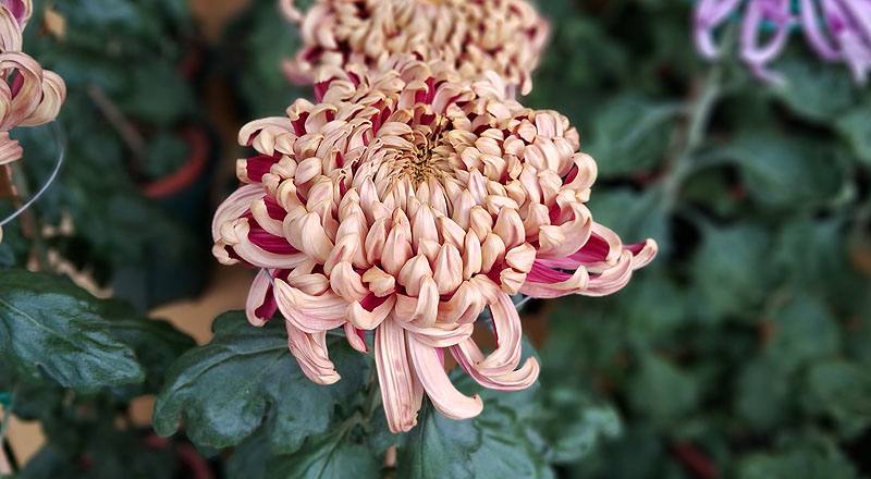 大菊 大宗 (圖片1)