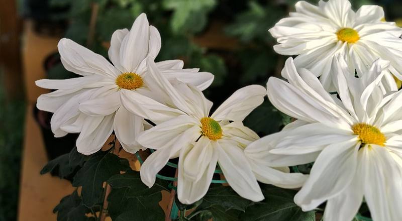 大菊 山之白十字 (圖片2)