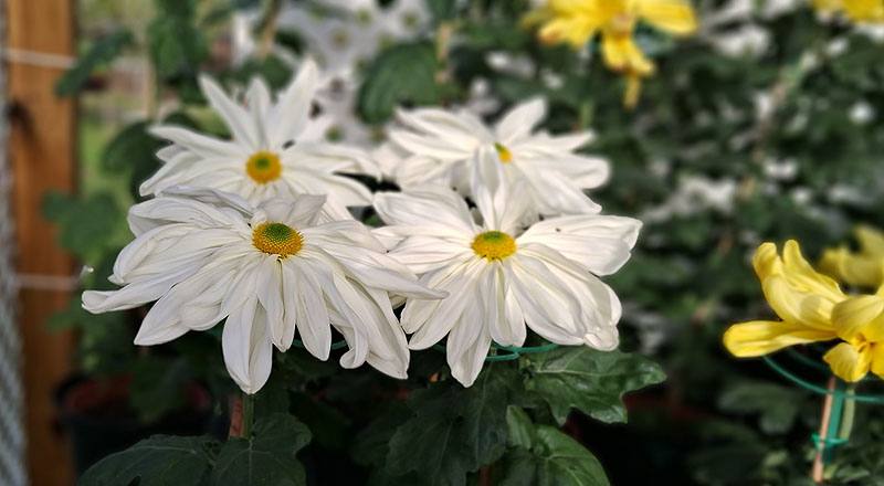 大菊 山之白十字 (圖片4)