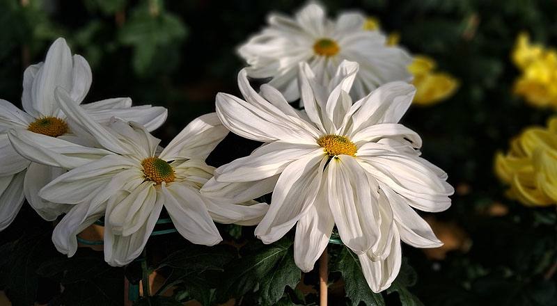 大菊 山之白十字 (圖片1)