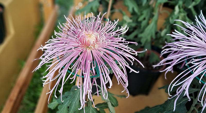 大菊 山陽音色 (圖片3)