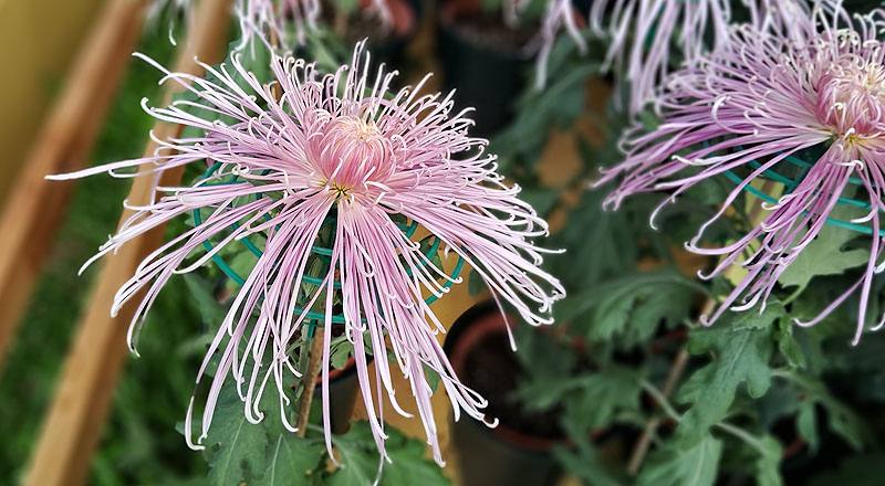 大菊 山陽音色 (圖片1)