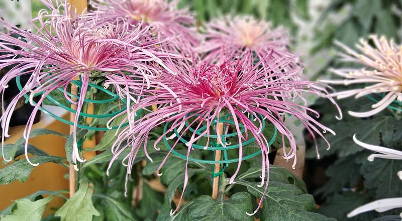 大菊 山陽音色 (圖片6)