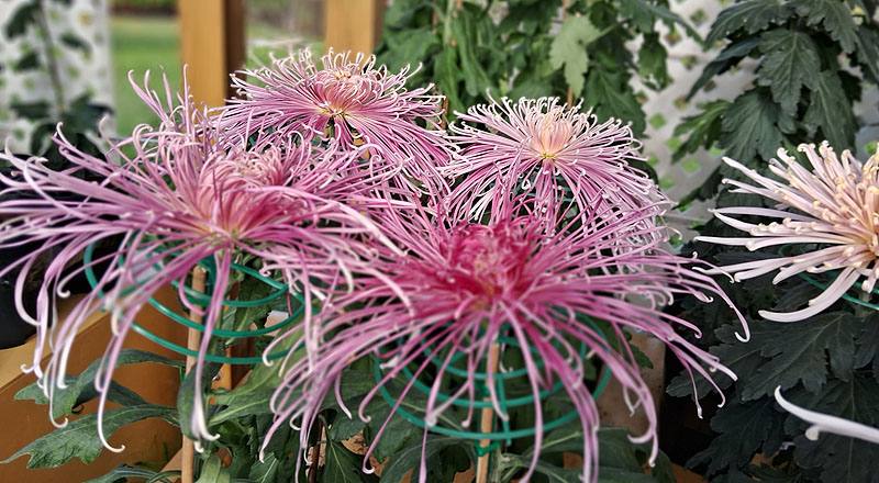 大菊 山陽音色 (圖片5)