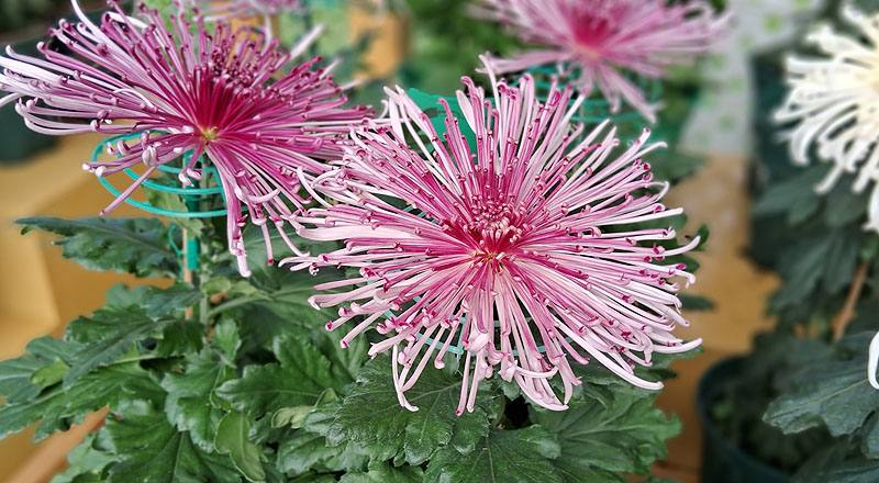 大菊 六歌 (圖片4)