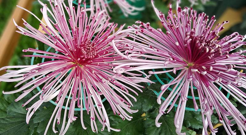 大菊 六歌 (圖片2)