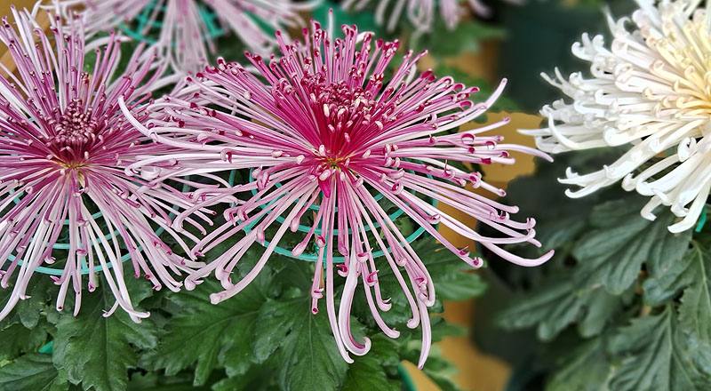 大菊 六歌 (圖片1)