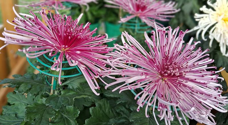 大菊 六歌 (圖片5)